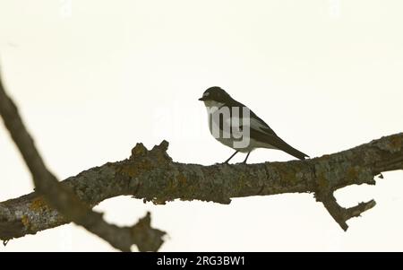 Maschio adulto iberico Pied Flycatcher (Ficedula hypoleuca iberiae) arroccato sui monti Cantabrici, Castillia y Leon, Spagna Foto Stock