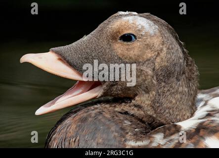 Spectacled Eider (Somateria fischeri), ritratto di un maschio adulto con disegno aperto in piumaggio eclissi. Foto Stock