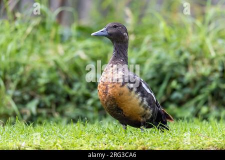 Eclipse maschio Steller's Eider (Polysticta stelleri) in cattività, Zelanda, Paesi Bassi. Foto Stock