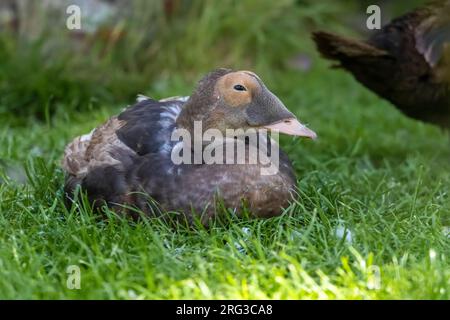 Eclipse maschio Spectacled Eider (Somateria fischeri) in cattività, Zelanda, Paesi Bassi. Foto Stock