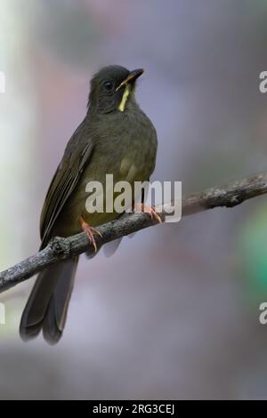 Greenbul (Eurillas latirostris latirostris) con whisky giallo arroccato su un ramo dell'Angola. Foto Stock