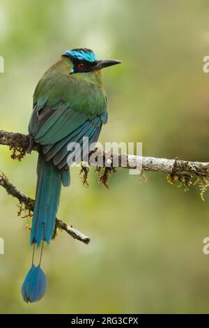 Highland Motmot (Momotus aequatorialis) in Colombia. Foto Stock