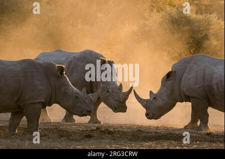 Tre rinocerosi bianchi, Ceratotherium simum, in una nuvola di polvere al tramonto. Kalahari, Botswana Foto Stock