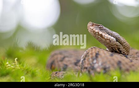 ASP Viper (Vipera aspis aspis) ha preso il 13/08/2021 a le Mans- Francia. Foto Stock