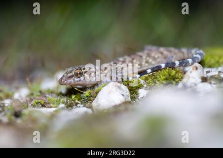 Il turco Gecko (Hemidactylus turcicus) ha preso il 09/02/2022 a Hyères, Francia. Foto Stock