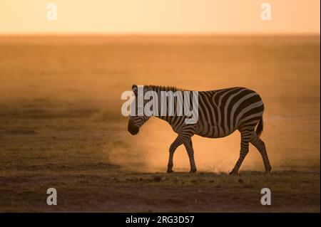 Una zebra comune, Equus quagga, a piedi nel Parco Nazionale di Amboseli durante il tramonto. Parco Nazionale di Amboseli, Kenya, Africa. Foto Stock