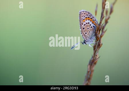 Argento-Blu chiodati Foto Stock