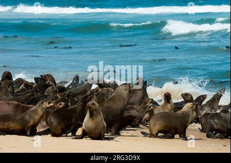 Una colonia di foche del capo si crogiolano sulla spiaggia e nuotano nell'oceano. Capo Fria, Skeleton Coast, Kunene, Namibia. Foto Stock