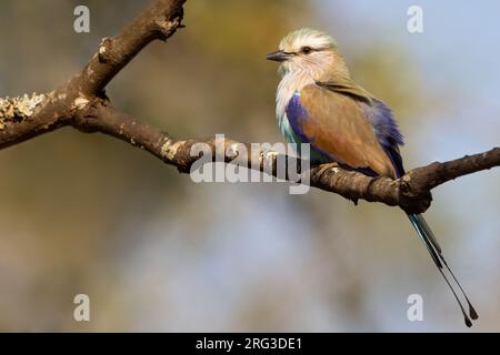 Rullo a coda di racchetta (Coracias spatulatus) arroccato su una filiale in Tanzania. Foto Stock