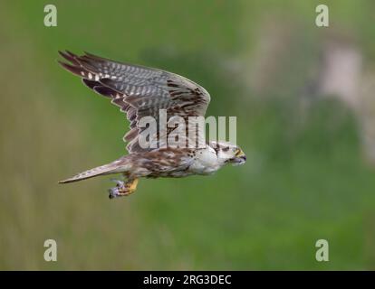 Adulto maschio Saker Falcon (Falco cherrug) in volo in Slovacchia. Foto Stock