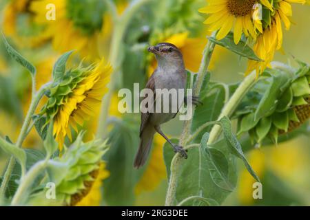 Grote Karekiet in zonnebloem; grande Reed Trillo nel girasole Foto Stock