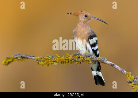 Eurasian Hoopoe, Upupa epops, in Italia. Foto Stock