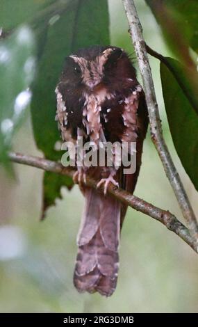 Feline Owlet-nightjar (Aegotheles insignis), Monti Arfak, nella Papua Occidentale, Indonesia. Foto Stock