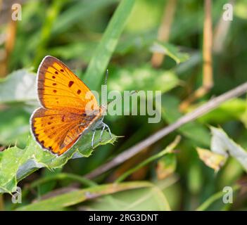 Large Copper, Lycaena dispar, femmina, in Ungheria. Foto Stock