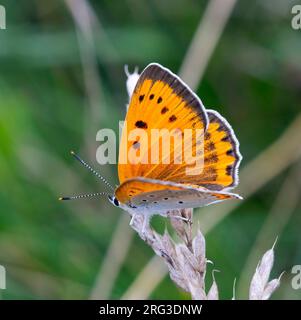 Large Copper, Lycaena dispar, femmina, in Ungheria. Foto Stock