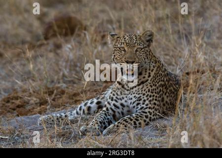 Ritratto di un leopardo, Panthera pardus, riposo. Savuti, Parco Nazionale di Chobe, Botswana Foto Stock