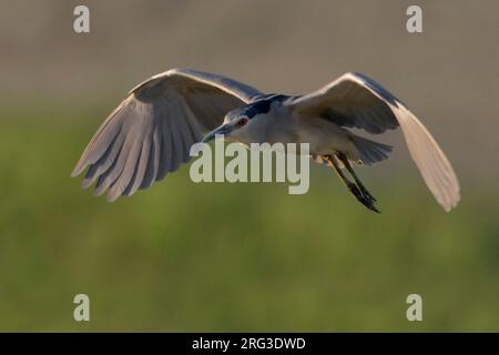 Kwak vliegend adulti; Nitticora adulto battenti Foto Stock