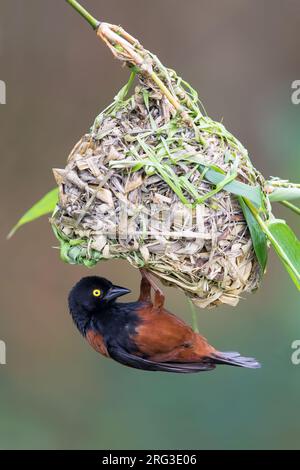 Maschio adulto Vieillot's Black Weaver (Ploceus nigerrimus) che fa il suo nido in una foresta pluviale in Ghana. Foto Stock