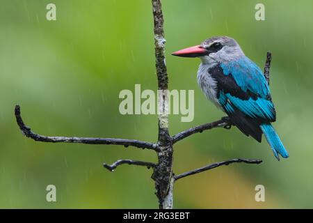 Woodland Kingfisher (Halcyon senegalensis) arroccato su un ramo di una foresta pluviale in Ghana. Foto Stock