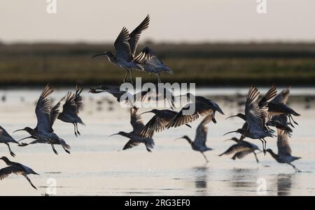 Gregge di Curlew Eurasiatica post-riproduzione (Numenius arquata arquata) decollato da un lago in Zelanda, Danimarca Foto Stock