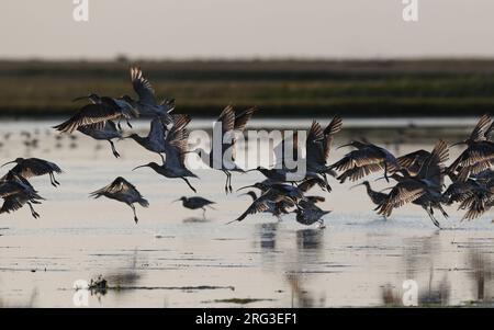 Gregge di Curlew Eurasiatica post-riproduzione (Numenius arquata arquata) decollato da un lago in Zelanda, Danimarca Foto Stock