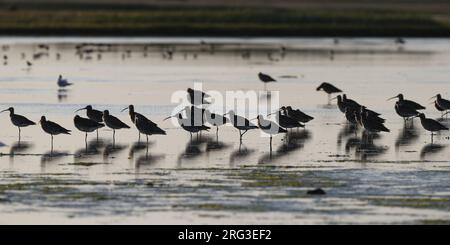 Gregge di Curlew Eurasiatica post-riproduzione (Numenius arquata arquata) riposa in un lago in Zelanda, Danimarca Foto Stock