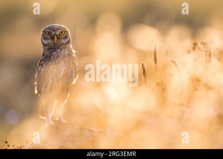 Piccolo gufo (Athene noctua) in Italia. Fotografato con una splendida retroilluminazione. Foto Stock