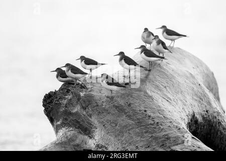 Sandpiper comune (Actitis hypoleucos), un gregge che riposa su un tronco morto, Campania, Italia Foto Stock