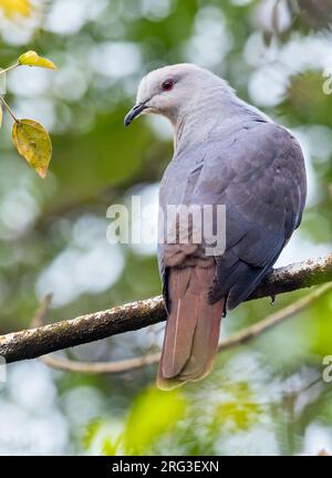 Barking Imperial Pigeon, Ducula latrans, sulle Figi nell'Oceano Pacifico meridionale. Conosciuto anche come piccione imperiale di Peale. Foto Stock