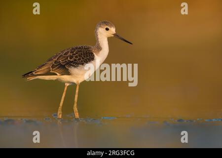 Giovani Stilt alate nere (Himantopus himantopus) in piedi in acque poco profonde in Italia. Foto Stock