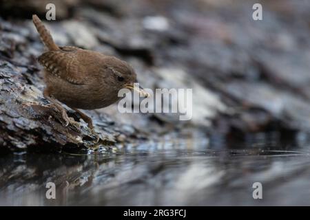 Winter Wren, Troglodytes troglodytes, nella piscina forestale nei Paesi Bassi. Foto Stock