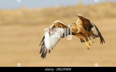 Buzzard giovanile a gambe lunghe (Buteo rufinus) decolla da terra in Israele. Foto Stock