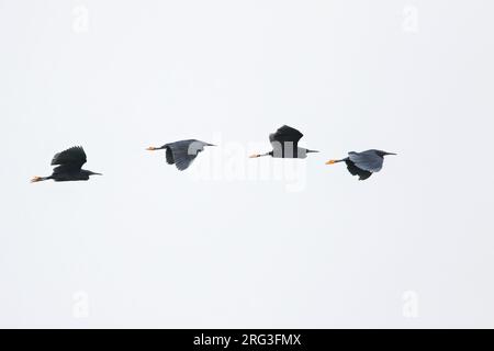 Airone nero (Egretta ardesiaca) in volo sopra la foresta pluviale in Ghana. Foto Stock