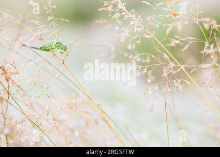 Cespuglio a sella, Ephippiger diurnus Foto Stock