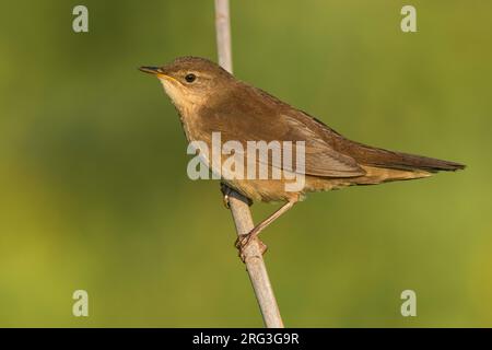 Il Warbler di Savi (Locustella luscinioides) è arroccato su un gambo di canna in un letto di canna in Italia. Foto Stock