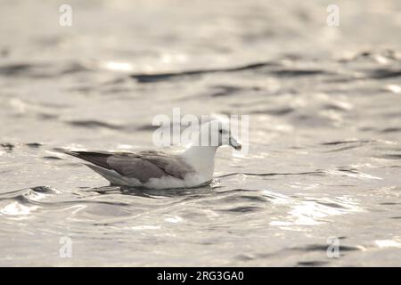 Fulmar settentrionale (Fulmarus glacialis) seduto sull'acqua, contro la luce, in Bretagna, Francia. Foto Stock