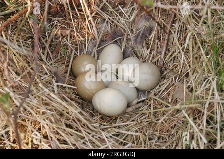Nido di fagiano comune (Phasianus colchicus) con 8 uova nel prato di Agersø, Danimarca Foto Stock