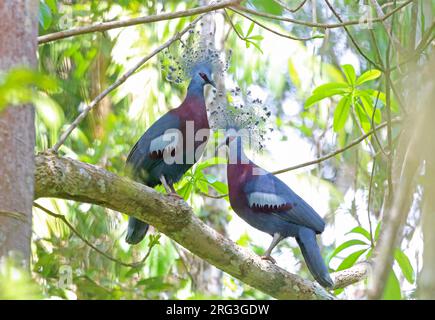 Coppia di piccioni coronati Vittoria (Goura victoria) arroccati su un albero a Nimbokrang, Papua nuova Guinea. Foto Stock
