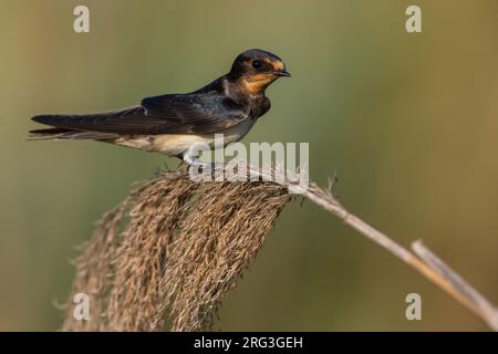 Barn Swallow (Hirundo rustica) in Italia. Foto Stock