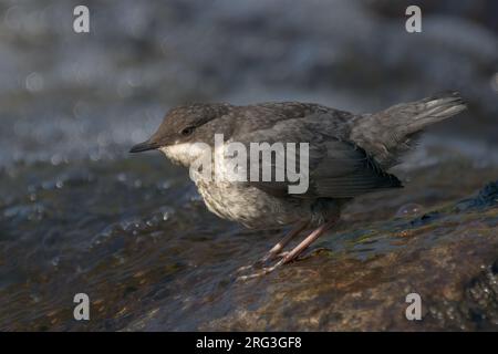 Tuffatore dalla gola bianca (Cinclus cinclus cinclus), vista laterale di un giovane uccello in piedi su una roccia in Lapponia, Finlandia Foto Stock