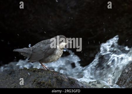 Tuffatore dalla gola bianca (Cinclus cinclus cinclus), giovane uccello in piedi vicino a un ruscello in Lapponia, Finlandia Foto Stock