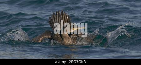 European Shag (Phalacrocorax aristotelis) giovane uccello che spruzza sul mare nella Norvegia artica Foto Stock