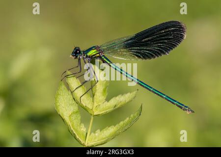 Demoiselle a fasce (Calopteryx splendens), vista laterale di un maschio adulto appollaiato su una pianta, Campania, Italia Foto Stock