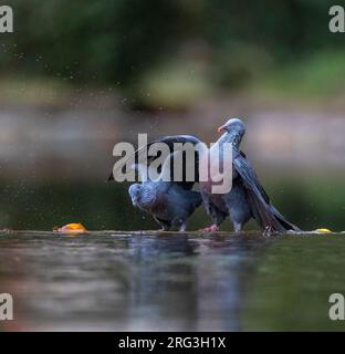 Pigeon endemico Trocaz (Columba trocaz), conosciuto anche come piccione alloro Madeira o piccione dai piedi lunghi, nella foresta di alloro di Madeira. Foto Stock