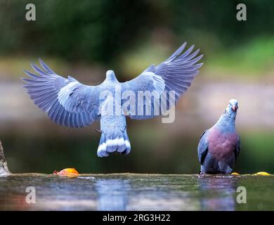 Pigeon endemico Trocaz (Columba trocaz), conosciuto anche come piccione alloro Madeira o piccione dai piedi lunghi, nella foresta di alloro di Madeira. Foto Stock