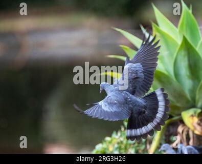 Pigeon endemico Trocaz (Columba trocaz), conosciuto anche come piccione alloro Madeira o piccione dai piedi lunghi, nella foresta di alloro di Madeira. Foto Stock