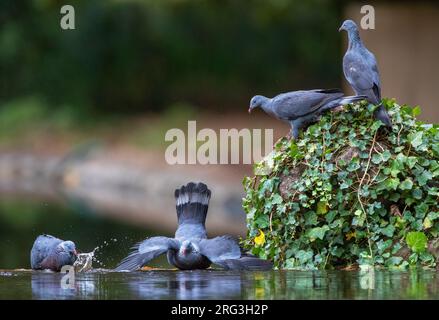 Pigeon endemico Trocaz (Columba trocaz), conosciuto anche come piccione alloro Madeira o piccione dai piedi lunghi, nella foresta di alloro di Madeira. Foto Stock