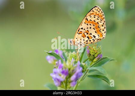 Frittillario macchiato (Melitaed didyma), vista laterale di un adulto arroccato su un fiore di Alfalfa (Medicago sativa), Campania, Italia Foto Stock