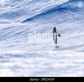 Storm-Petrel (Pelagodroma marina) con la faccia bianca che vola a bassa quota sulla superficie, tra due onde, sull'Oceano Atlantico al largo delle isole di Madeira. Foto Stock