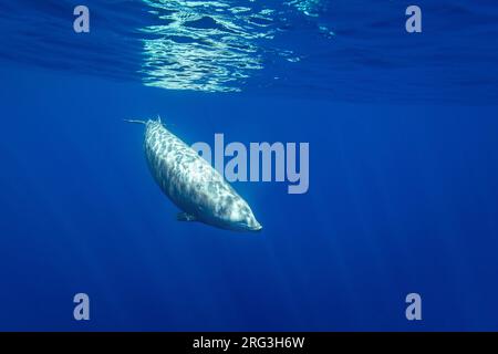 Balena dal becco di Cuvier (Ziphius cavirostris) che nuota lungo la nostra barca Foto Stock